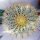 Ferocactus glaucescens XL