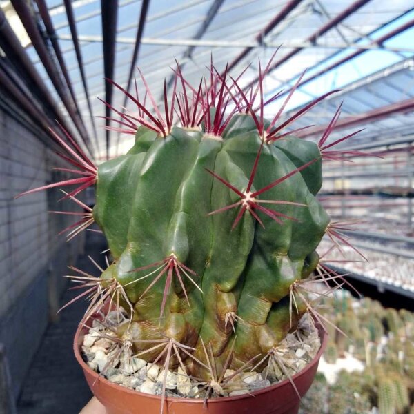 Ferocactus gracilis-Hybr.