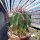 Ferocactus gracilis-Hybr.