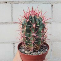 Ferocactus gracilis