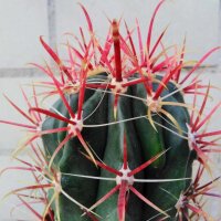 Ferocactus gracilis
