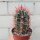 Ferocactus gracilis