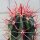 Ferocactus gracilis