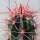 Ferocactus gracilis
