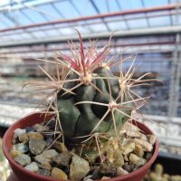 Ferocactus gracilis Rancho del Gato, Catavina, BC.