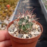 Ferocactus gracilis ssp. coloratus