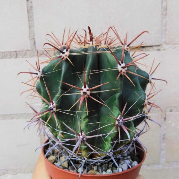 Ferocactus horridus Schrecklicher Tonnenkaktus