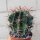 Ferocactus horridus Schrecklicher Tonnenkaktus