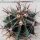 Ferocactus horridus Schrecklicher Tonnenkaktus
