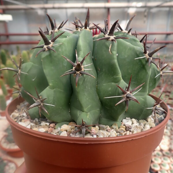 Ferocactus horridus cv. brevispinus