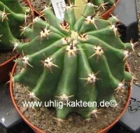 Ferocactus horridus cv. brevispinus