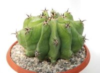 Ferocactus horridus cv. brevispinus