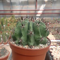 Ferocactus horridus cv. brevispinus