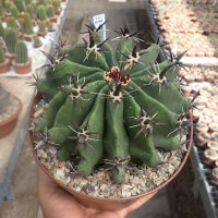 Ferocactus horridus cv. brevispinus