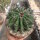 Ferocactus horridus cv. brevispinus