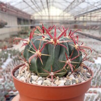 Ferocactus latispinus Mexiko