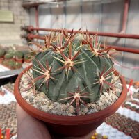Ferocactus latispinus Mexiko