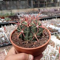 Ferocactus latispinus Mexiko