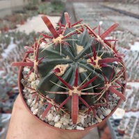 Ferocactus latispinus Mexiko
