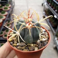 Ferocactus latispinus Mexiko
