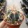 Ferocactus latispinus Mexiko