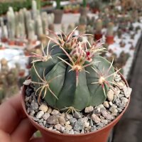 Ferocactus macrodiscus