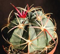 Ferocactus macrodiscus