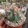 Ferocactus macrodiscus