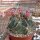 Ferocactus macrodiscus