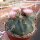 Ferocactus macrodiscus