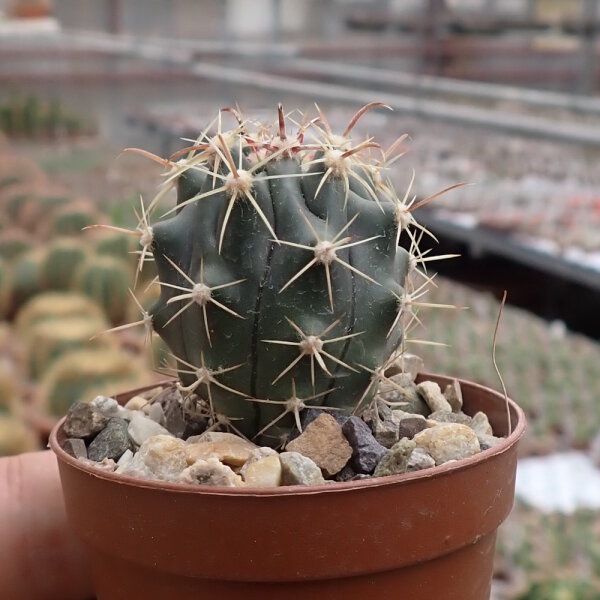 Ferocactus peninsulae