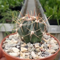 Ferocactus peninsulae