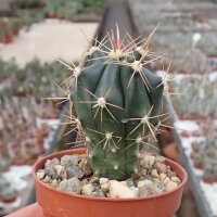 Ferocactus peninsulae