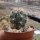 Ferocactus peninsulae