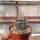 Ferocactus peninsulae