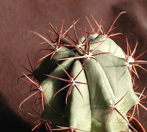 Ferocactus peninsulae Puerto Lopez Mateo