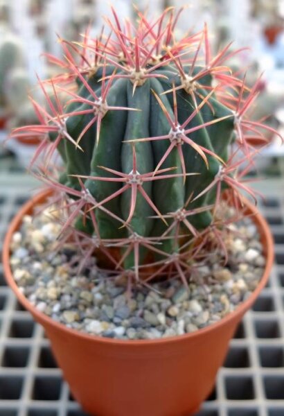 Ferocactus peninsulae Rancho Canipolé