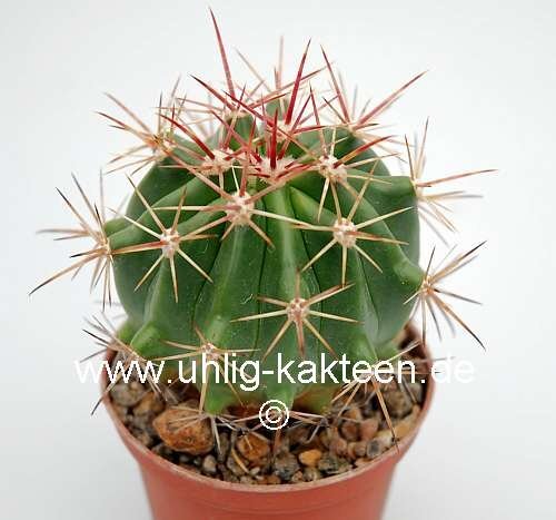 Ferocactus pilifer x fordii