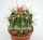 Ferocactus pilifer x fordii