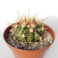 Ferocactus pottsii