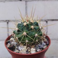 Ferocactus pottsii