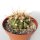 Ferocactus pottsii