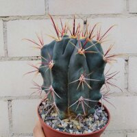 Ferocactus rectispinus-Hybr. x pottsii