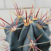 Ferocactus rectispinus-Hybr. x pottsii