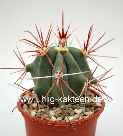 Ferocactus rectispinus x fordii