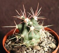 Ferocactus rectispinus x peninsulae