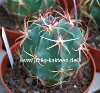 Ferocactus recurvus