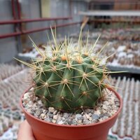 Ferocactus reppenhagenii