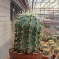 Ferocactus reppenhagenii