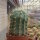 Ferocactus reppenhagenii
